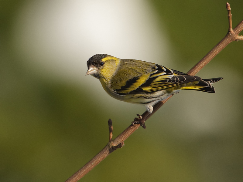 Carduelis spinus Sijs Siskin